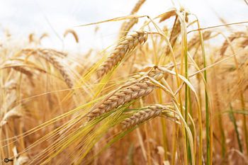 Rijpe graankorrels in de zomer zon.