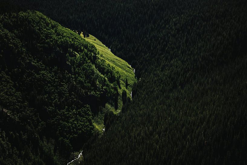 Green Forest by Walljar
