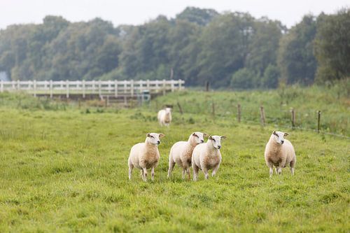 Een groepje schapen in een weide