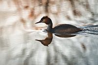 Grèbe sur l'eau