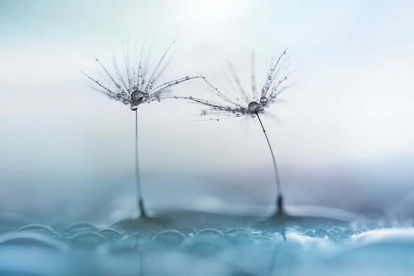 Löwenzahnflaum mit Wassertropfen blau von Patricia van Kuik