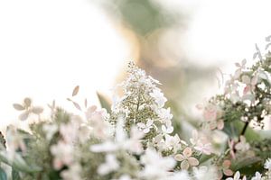 Dreamy Blossom - Frühlingserwachen