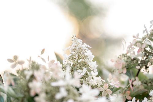 Dromerige Bloesem Lente Ontwaking