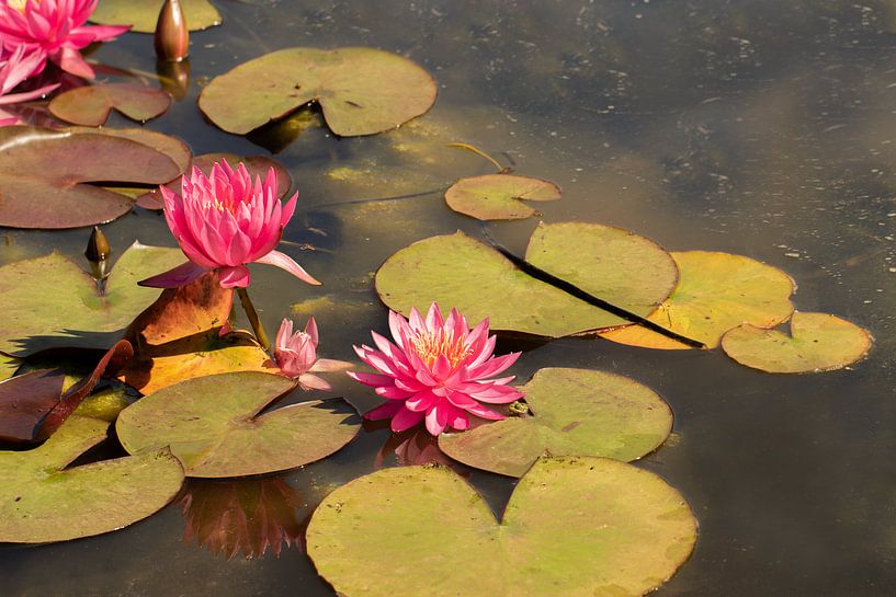 fel roze waterlelie tussen de bladeren van M. B. fotografie