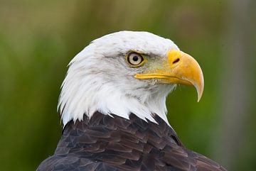 Weißkopfseeadler von Willem Vernes