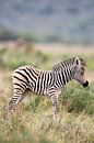 Zebra-Fohlen von Dirk Rüter Miniaturansicht