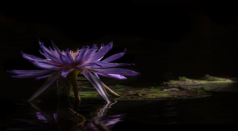 Waterlelie van Hennie Zeij