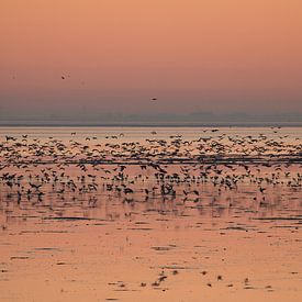 Sunset on the mudflats by Johanna Oud