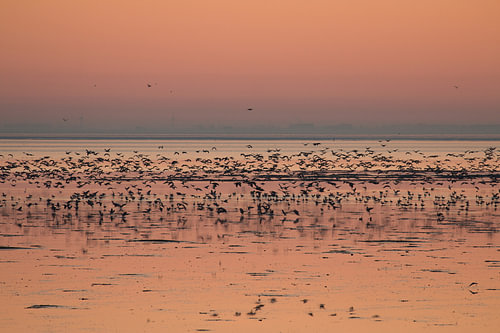 Sunset on the mudflats