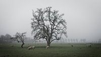 Foggy tree with sheep