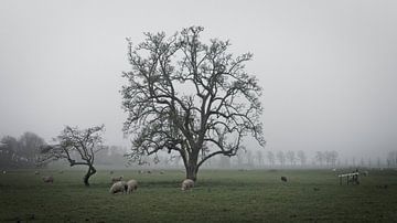 Mistige boom met schapen van Mark Veldman