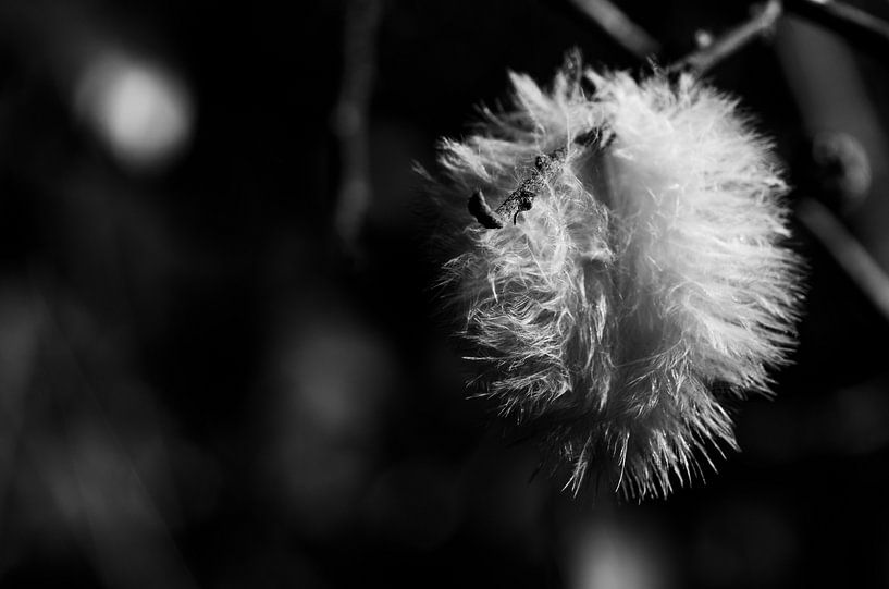 Down to branch by Tim Briers