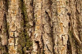 Rinde von Annelies Cranendonk