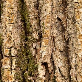 boomschors van Annelies Cranendonk