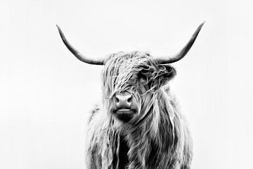 portret van een hoogland koe