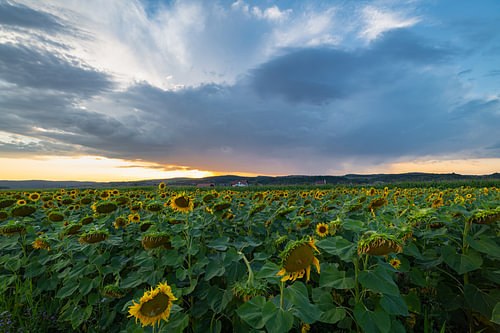 a field of sunflowers at sunset against a dramatic cloudy sky