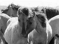 Konik Pferde schwarz und weiß