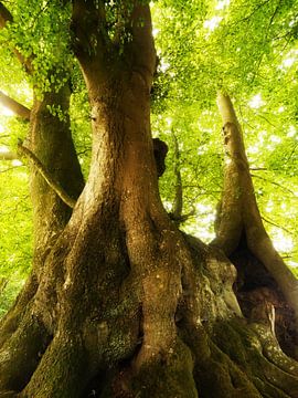 Old Trees van Jörg Hausmann