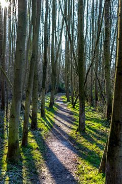 Recht smal paadje tussen hoge bomen met lange schaduwen  in het Gulpdal in Zuid Limburg van Hein Fleuren