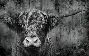 Porträt der schottischen Highlander-Kuh in Schwarz-Weiß