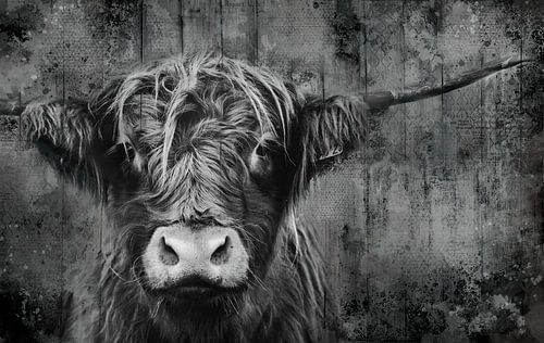 Portret van Schotse hooglander koe in zwart wit bewerkt