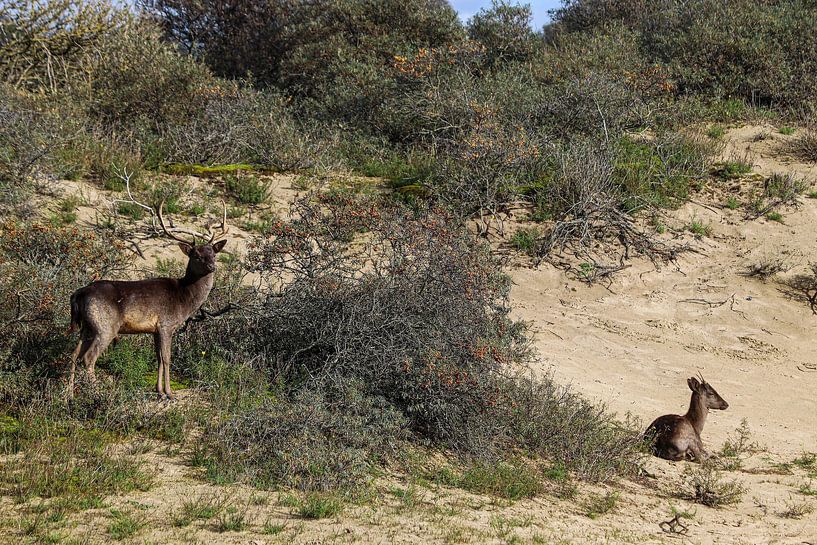 deer by richard admiraal