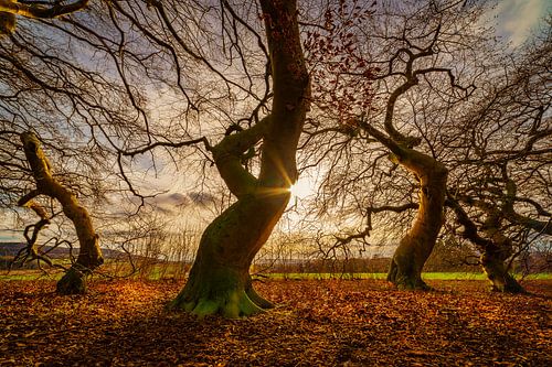 De unieke Süntelbuchenalle in het kuurpark van Bad Nenndorf