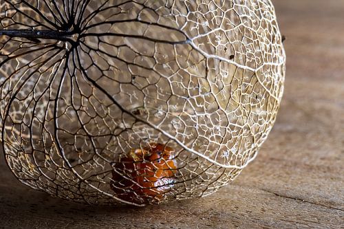 Piégé par la nature