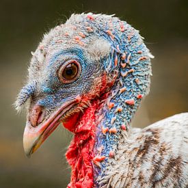 Royal Palm turkey by Freddy Hoevers