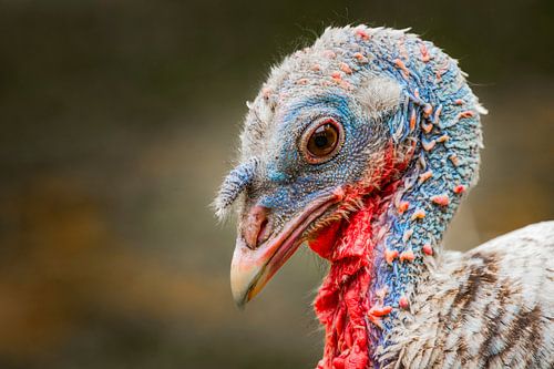 Dinde Royal Palm sur Freddy Hoevers