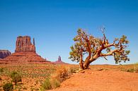 MONUMENT VALLEY West Mitten Butte by Melanie Viola thumbnail