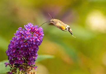 Kolibrievlinder van Harry Punter