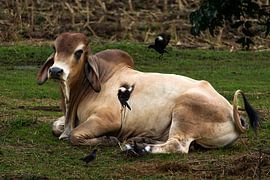 Ruhende Brahmanen-Kuh mit spielenden Mynas von Franklin Driessen