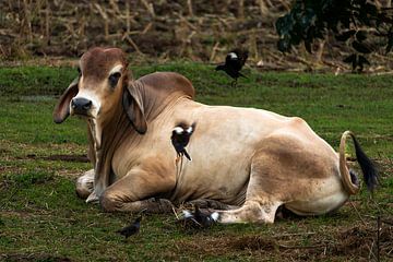 Rustende Brahman Koe met Spelende Myna’s van Franklin Driessen