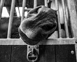 Ein Pferd ist sehr neugierig und lustig von Jan Hermsen