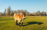 Portret van een Belgisch trekpaard van Ruud Morijn thumbnail