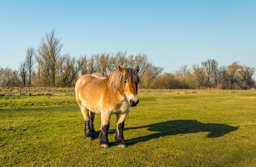 Portret van een Belgisch trekpaard van Ruud Morijn