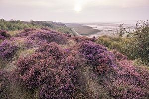 Heidelandschaft am Morsumer Kliff, Sylt