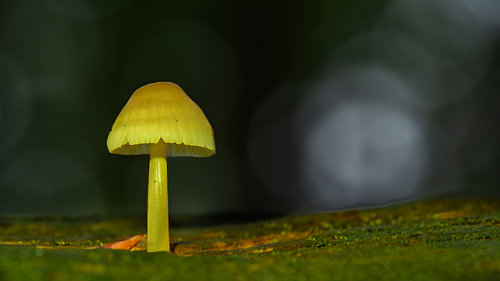 The Golden Lantern of the Forest