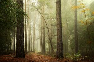 Nebliges Waldland III