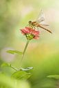 Ziegelroter Heidelibel auf Blume von Jeroen Stel Miniaturansicht
