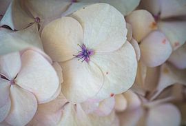 Hortensie von tim eshuis