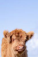 Calf Scottish Highlander | Colorful | Lentevreugd