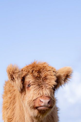 Kalf Schotse Hooglander | Kleurrijk | Lentevreugd