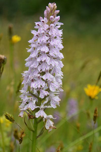 Wilde Orchidee in veld met bloemen Renkums Beekdal Nederland van My Footprints