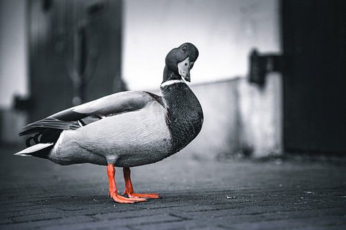 Amsterdam in the Netherlands is not just black and white