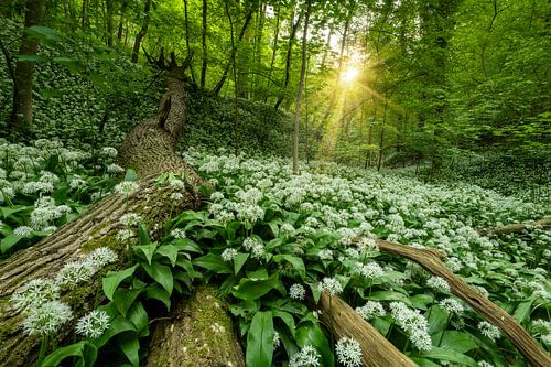 Daschief au lever du soleil