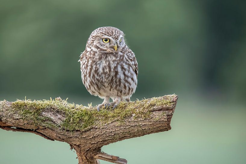Little Owl, Athens Noctua by Gert Hilbink