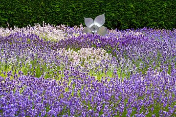 Downderry Nursery, Lavendelgärtnerei, Tonbridge, England von Lieuwe J. Zander