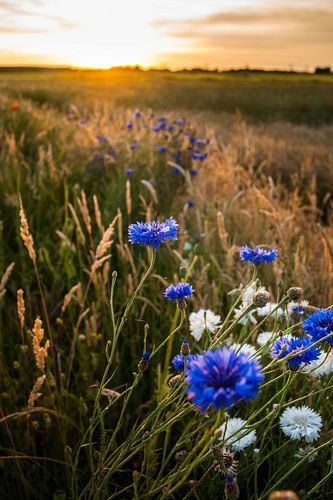 Blue cornflowers at warm, atmospheric summer evening 